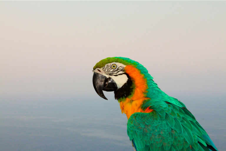 Langchain Python Tutorial: Quick and Easy Guide for Beginners - Be on ...